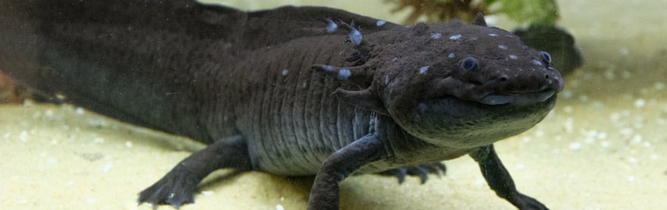 black reptile